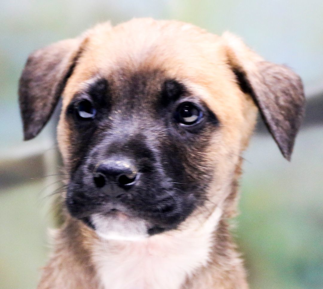 Beverly's Puppies 2