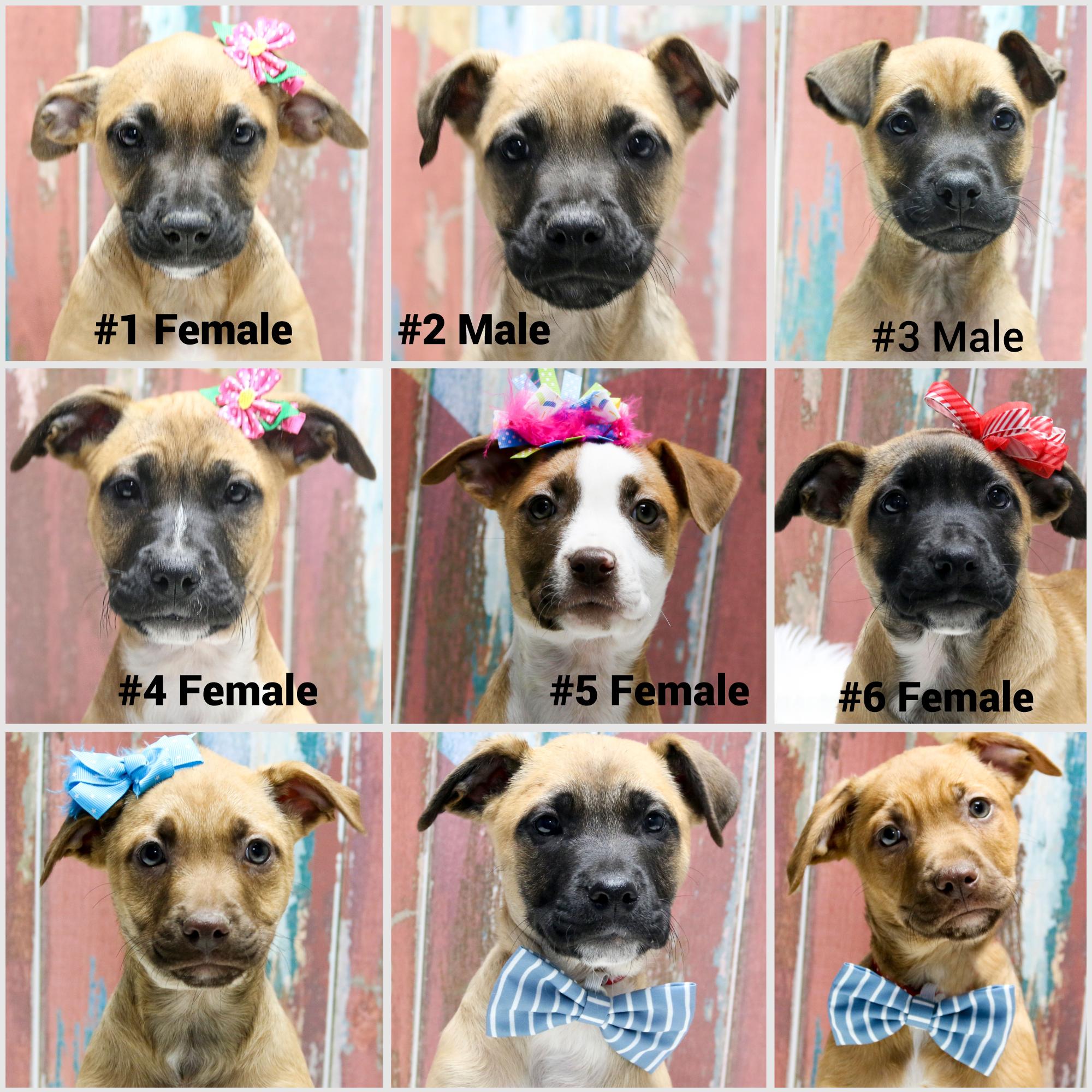 Beverly's Puppies 1