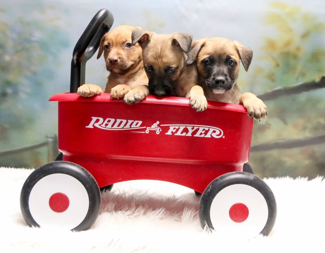 Beverly's Puppies 5