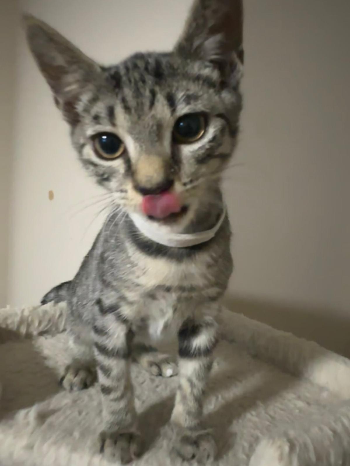 Token, a Adoptable Domestic Short Hair in Lawrenceville, GA image 4/5