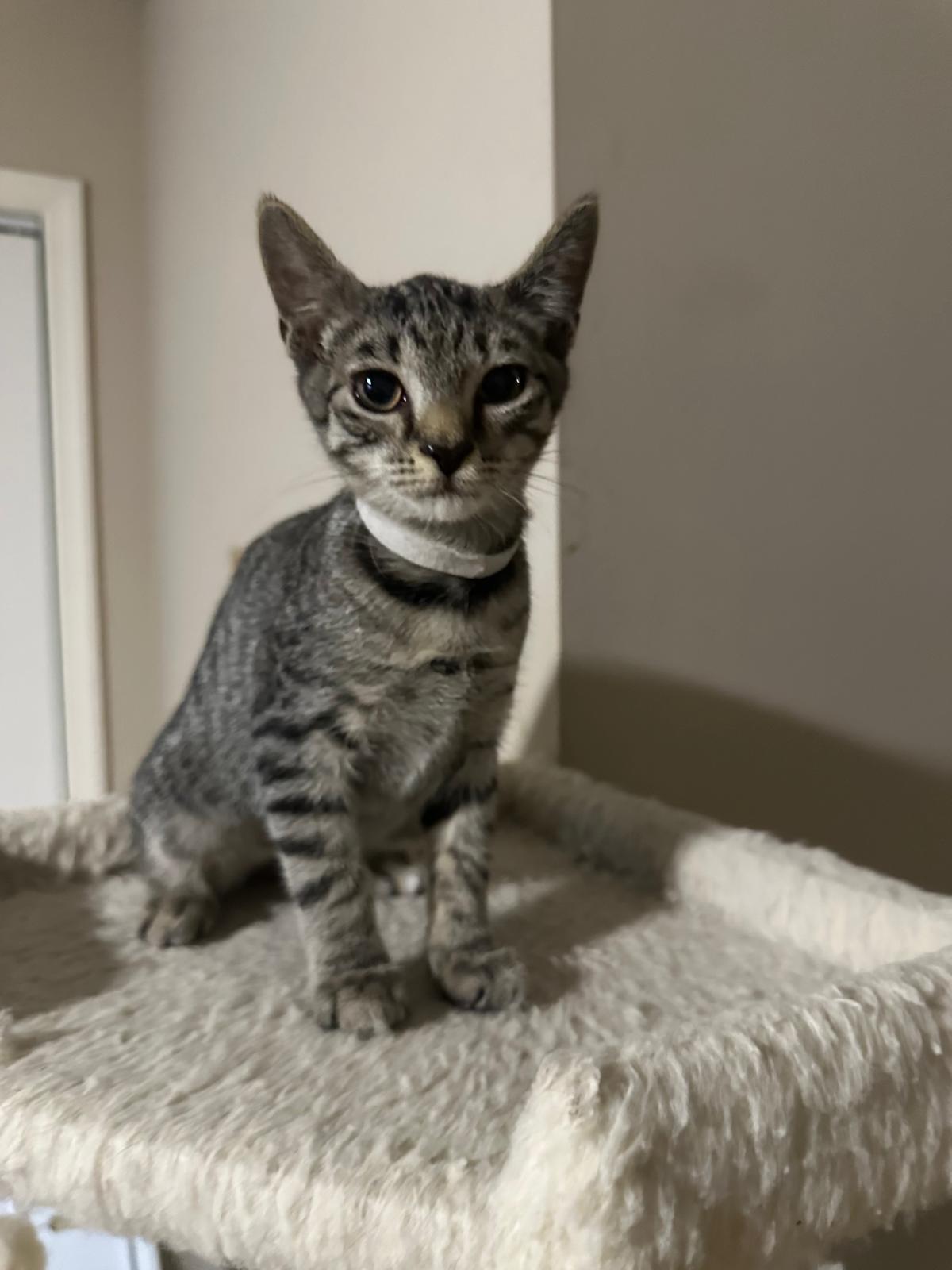 Token, a Adoptable Domestic Short Hair in Lawrenceville, GA image 5/5