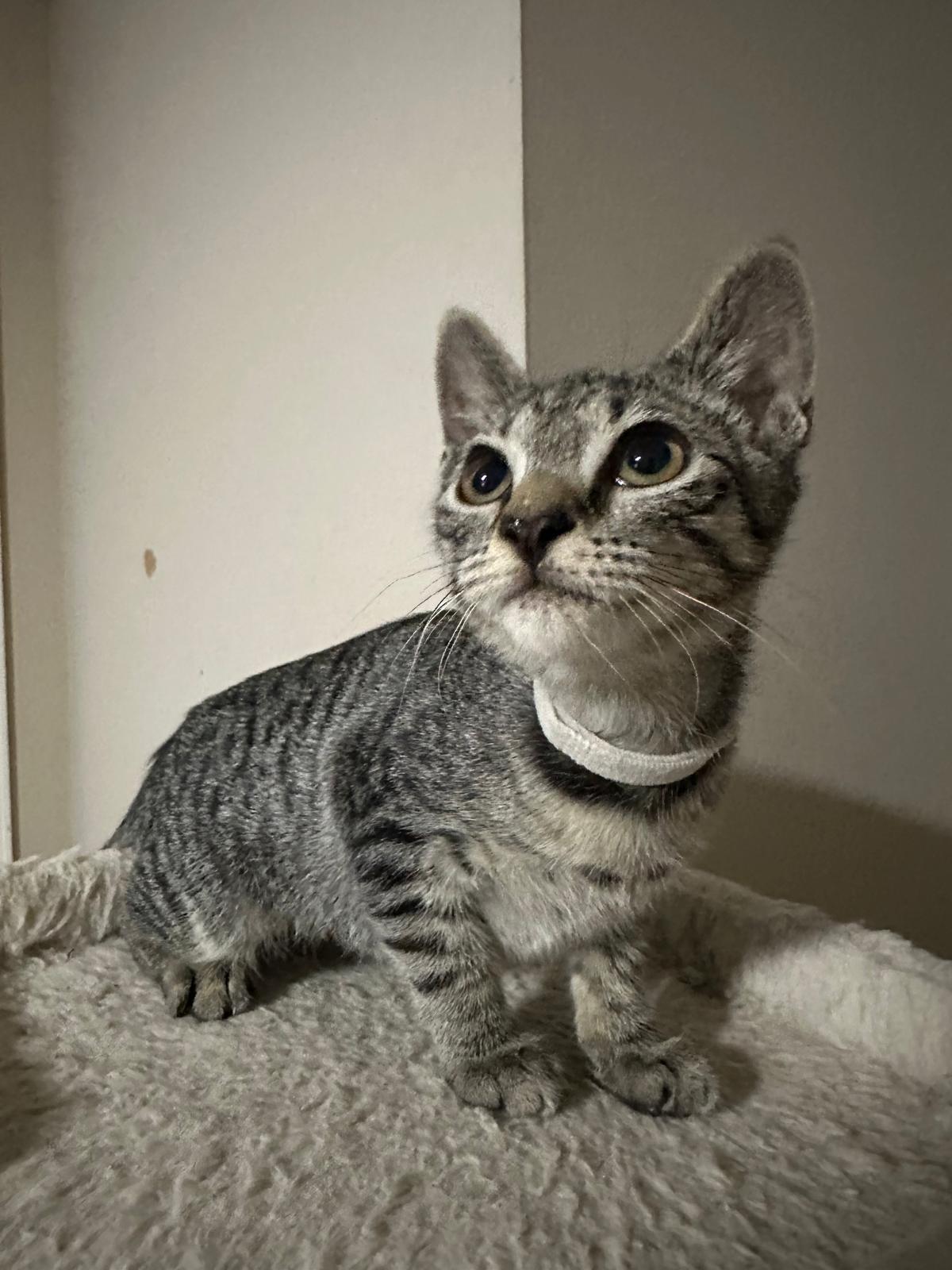 Token, a Adoptable Domestic Short Hair in Lawrenceville, GA image 3/5