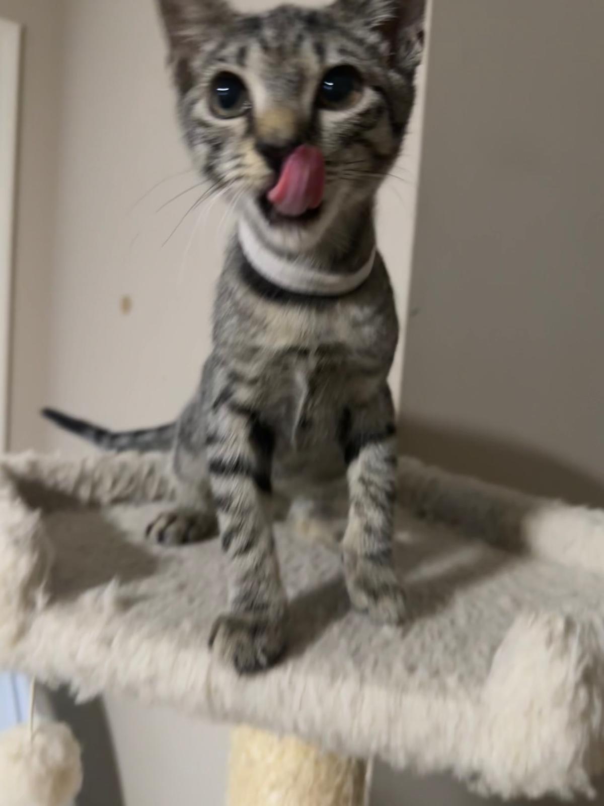 Token, a Adoptable Domestic Short Hair in Lawrenceville, GA image 2/5