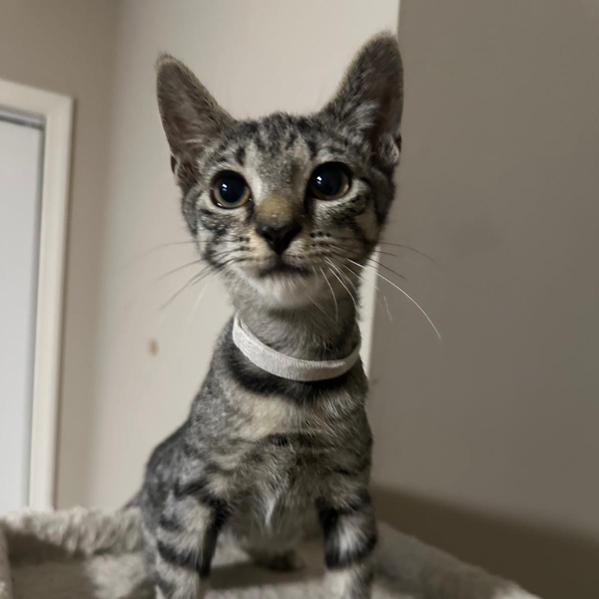 Token, Adoptable, Kitten Female Domestic Short Hair.