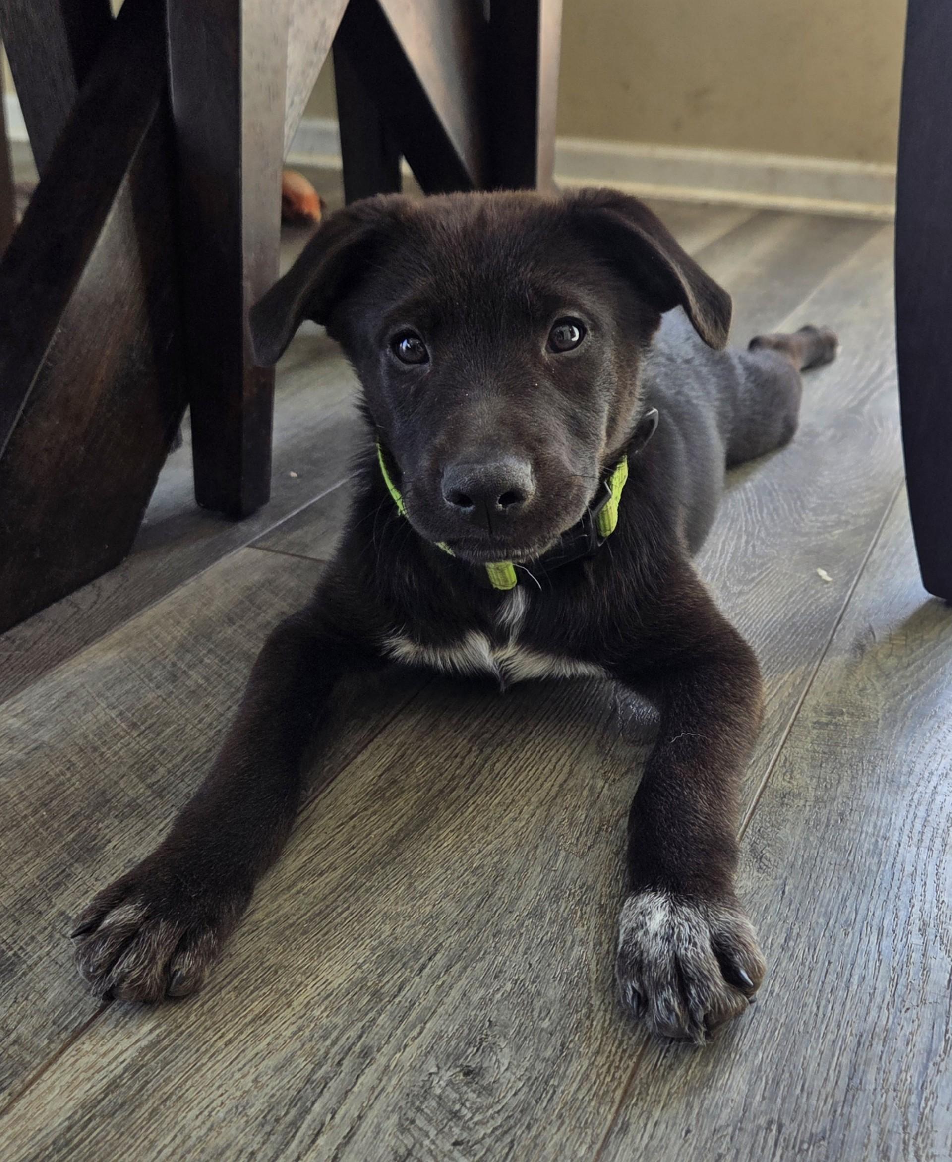 Enlarge Luigi, an adoptable mixed breed in Lemont, IL image 2/6