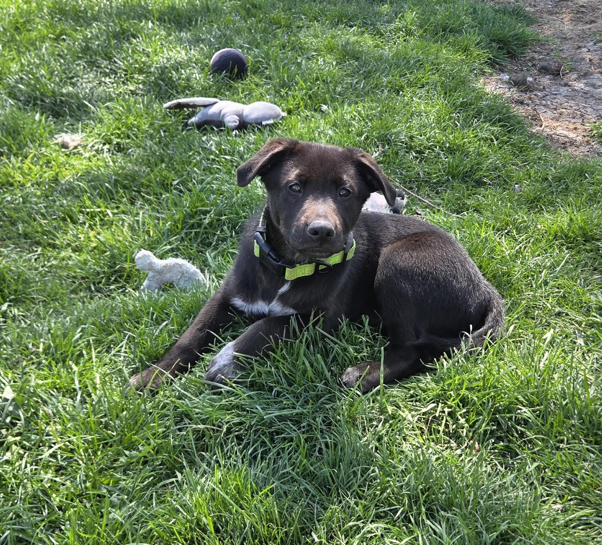 Enlarge Luigi, an adoptable mixed breed in Lemont, IL image 3/6