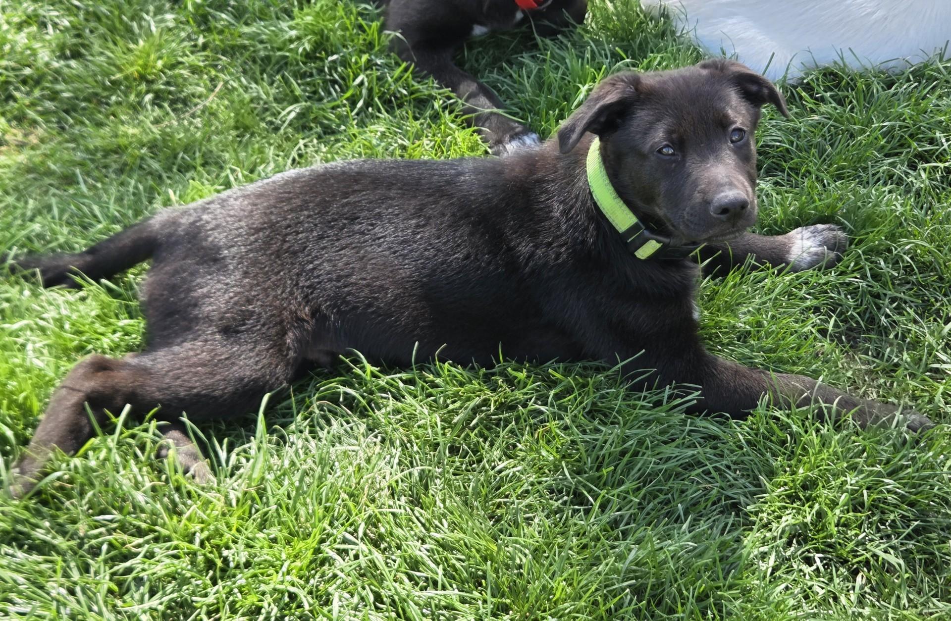 Enlarge Luigi, an adoptable mixed breed in Lemont, IL image 4/6