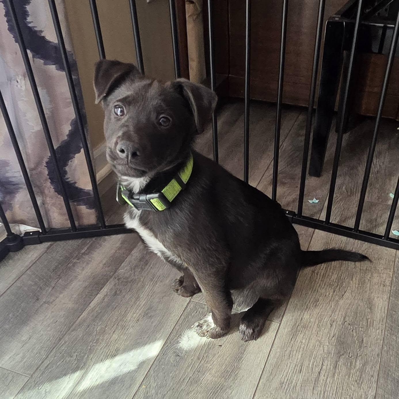 Enlarge Luigi, an adoptable mixed breed in Lemont, IL image 1/6