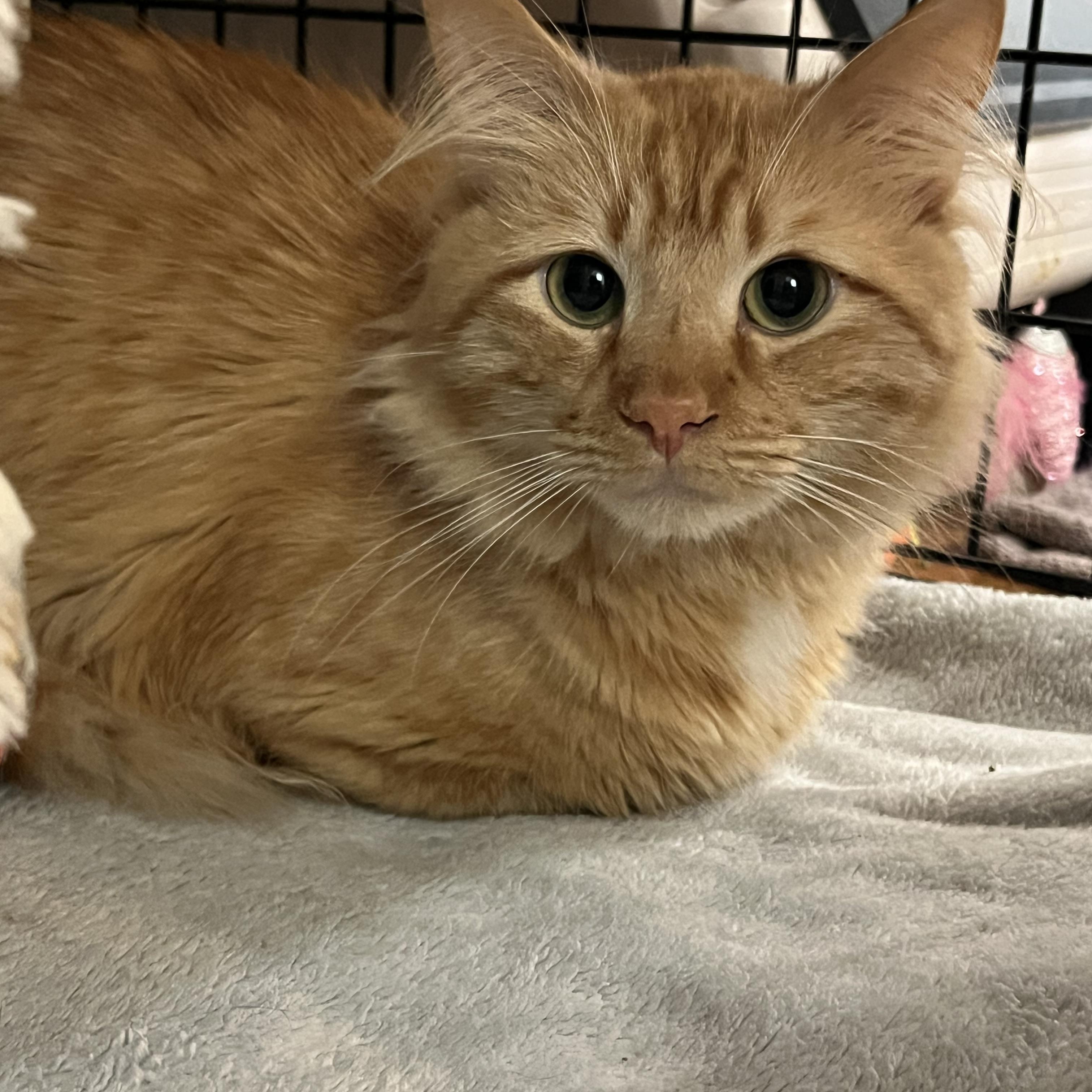 Enlarge Griffin and Chomper, a Adoptable Domestic Medium Hair in Moline, IL image 1/5