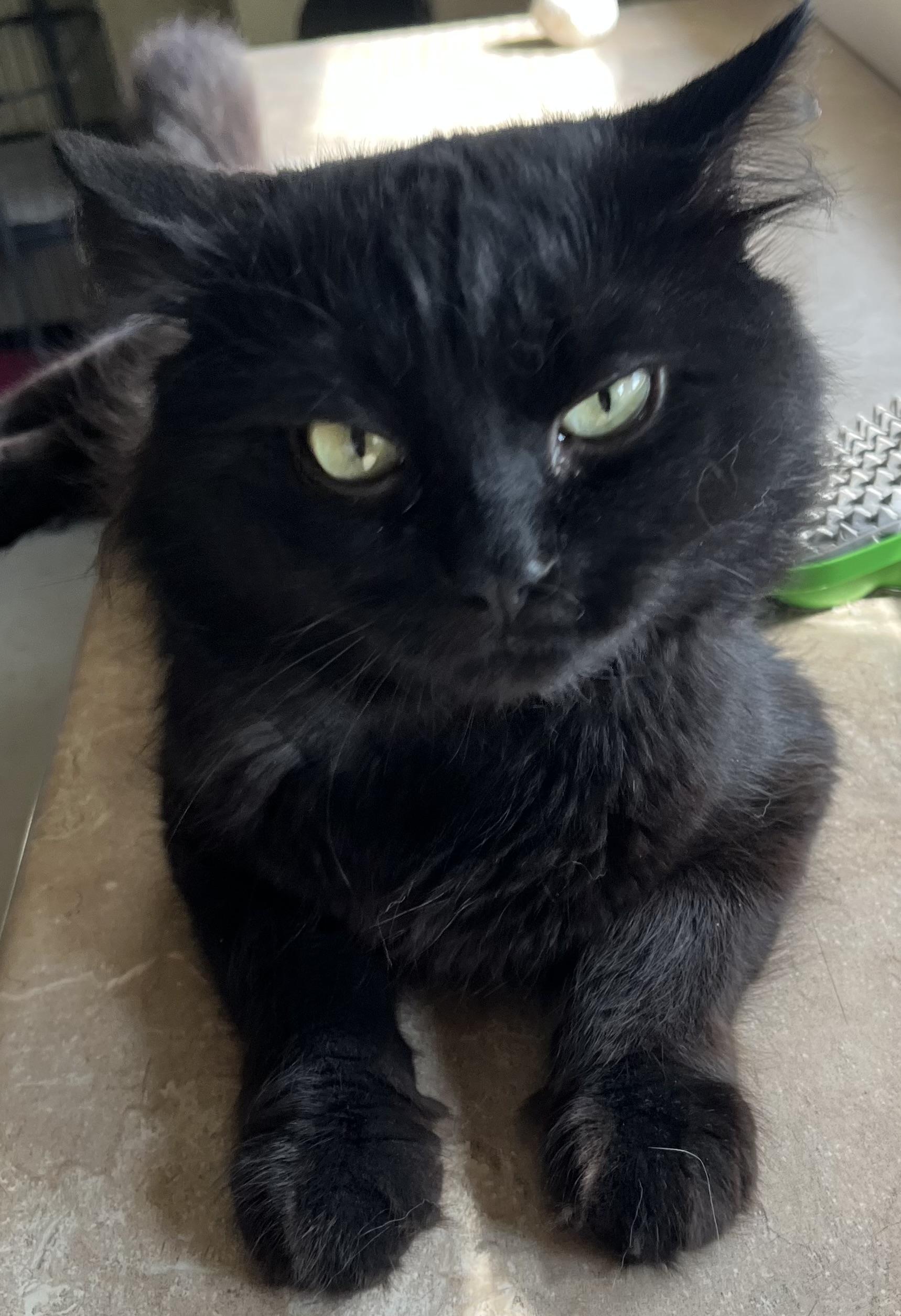 Enlarge Griffin and Chomper, a Adoptable Domestic Medium Hair in Moline, IL image 2/5