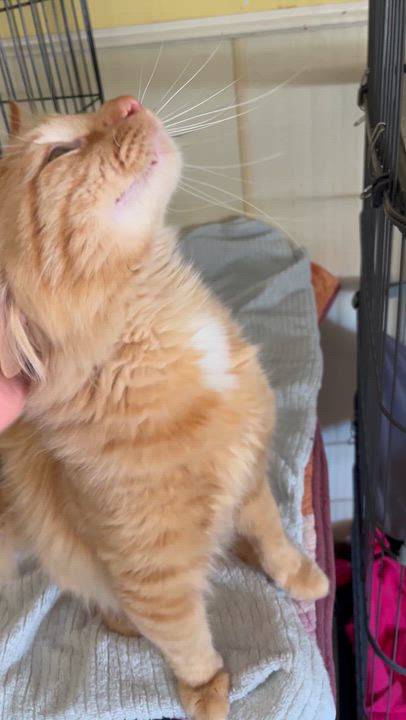Enlarge Griffin and Chomper, a Adoptable Domestic Medium Hair in Moline, IL video 5/5