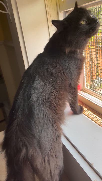 Enlarge Griffin and Chomper, a Adoptable Domestic Medium Hair in Moline, IL video 3/5
