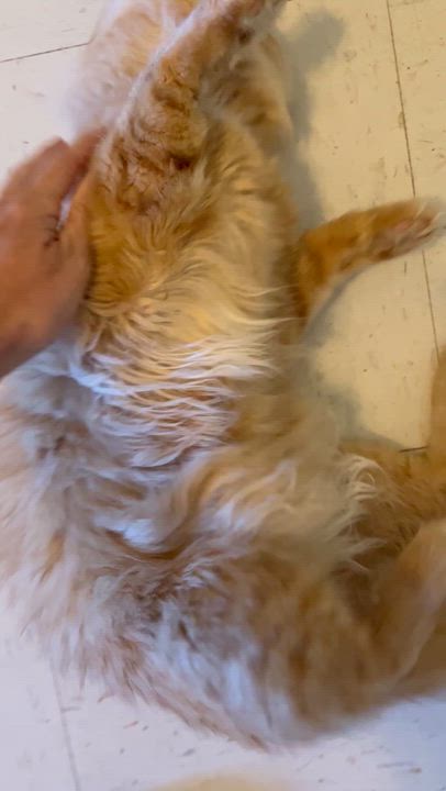 Enlarge Griffin and Chomper, a Adoptable Domestic Medium Hair in Moline, IL video 4/5