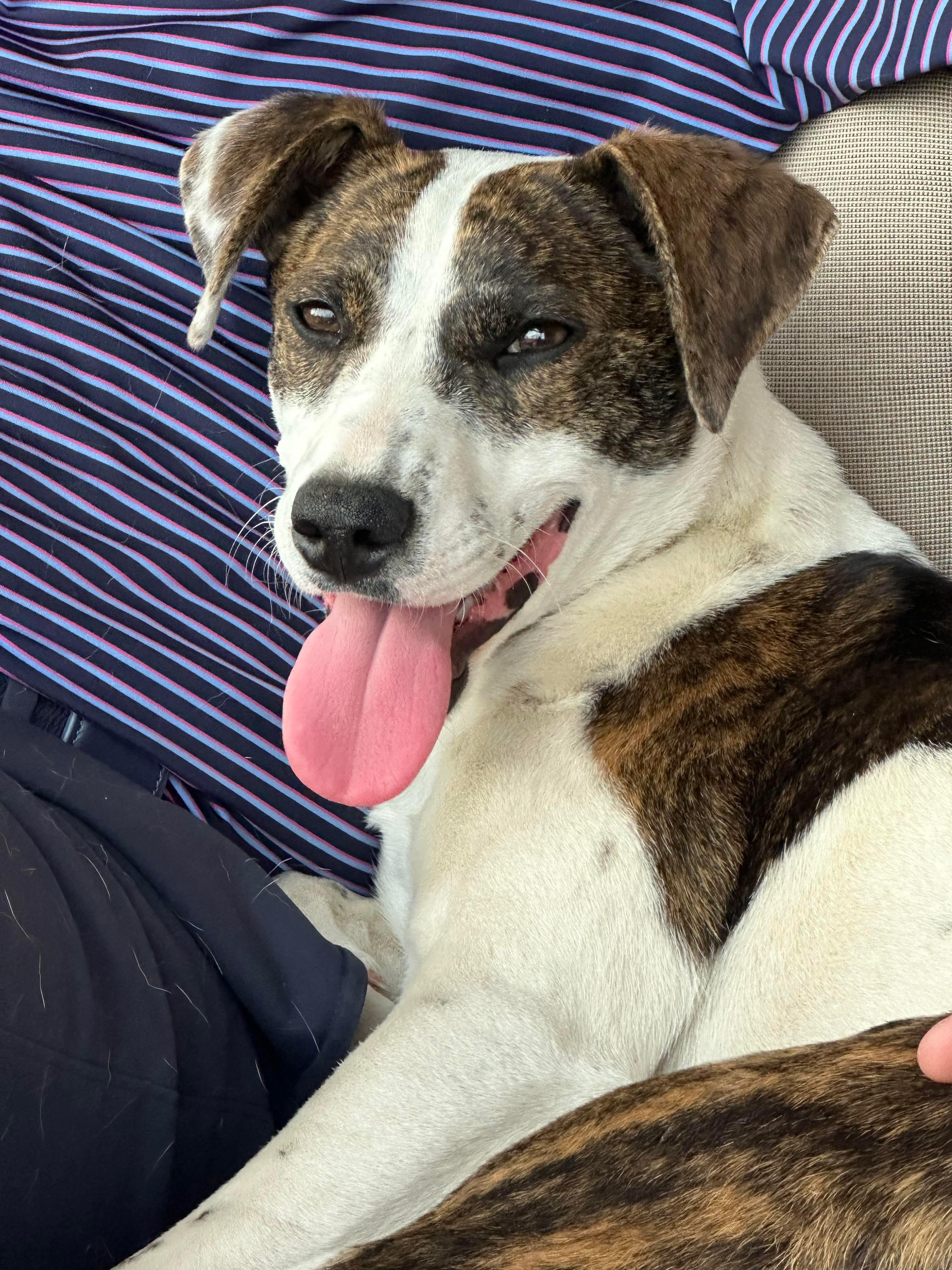 Enlarge Muna, a Adoptable mixed breed in Wurtsboro, NY image 3/3