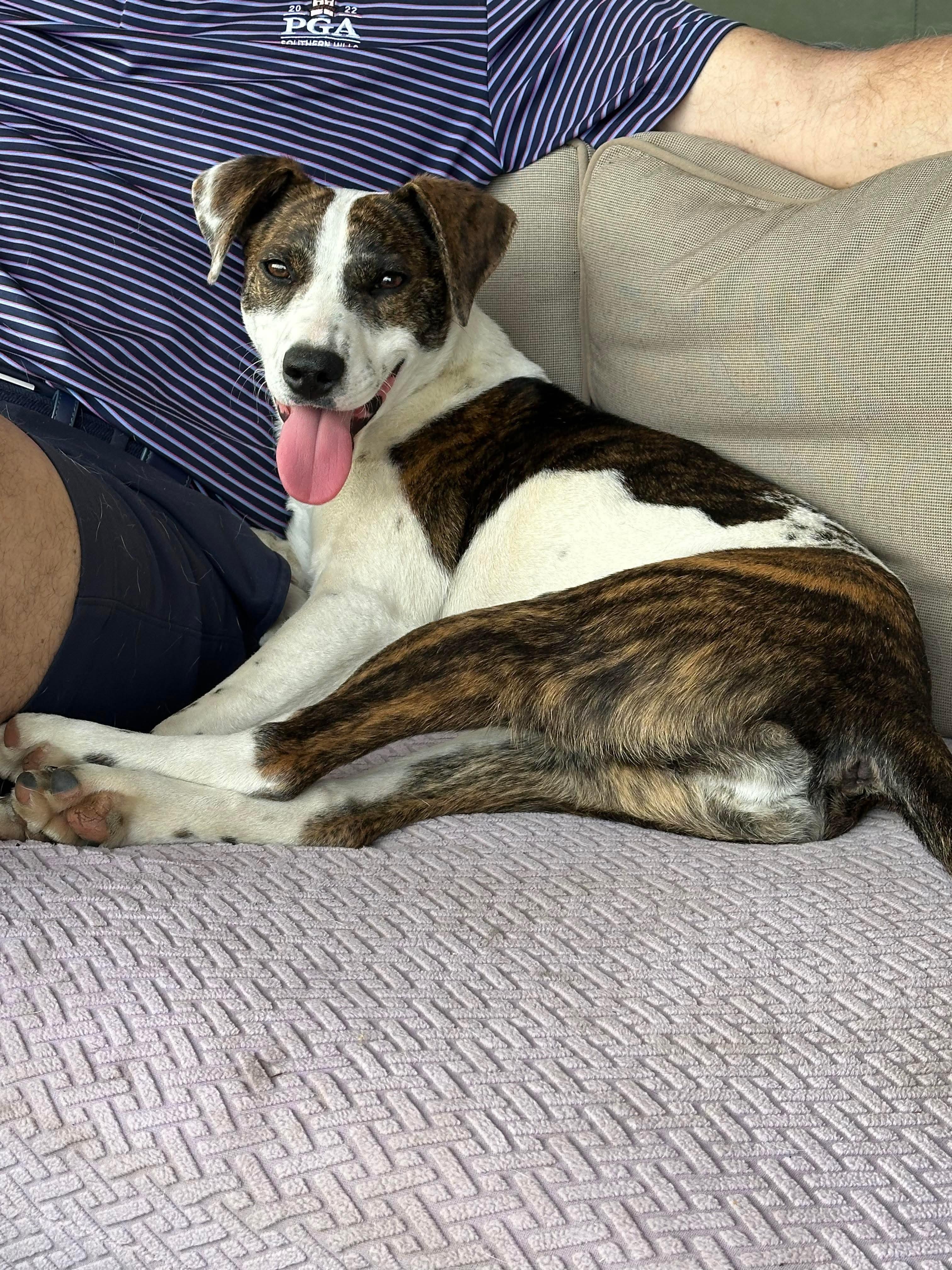 Enlarge Muna, a Adoptable mixed breed in Wurtsboro, NY image 1/3