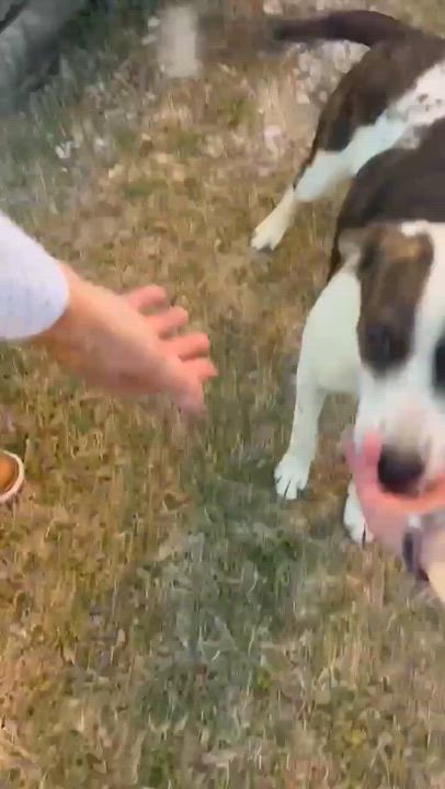 Enlarge Muna, a Adoptable mixed breed in Wurtsboro, NY video 2/3