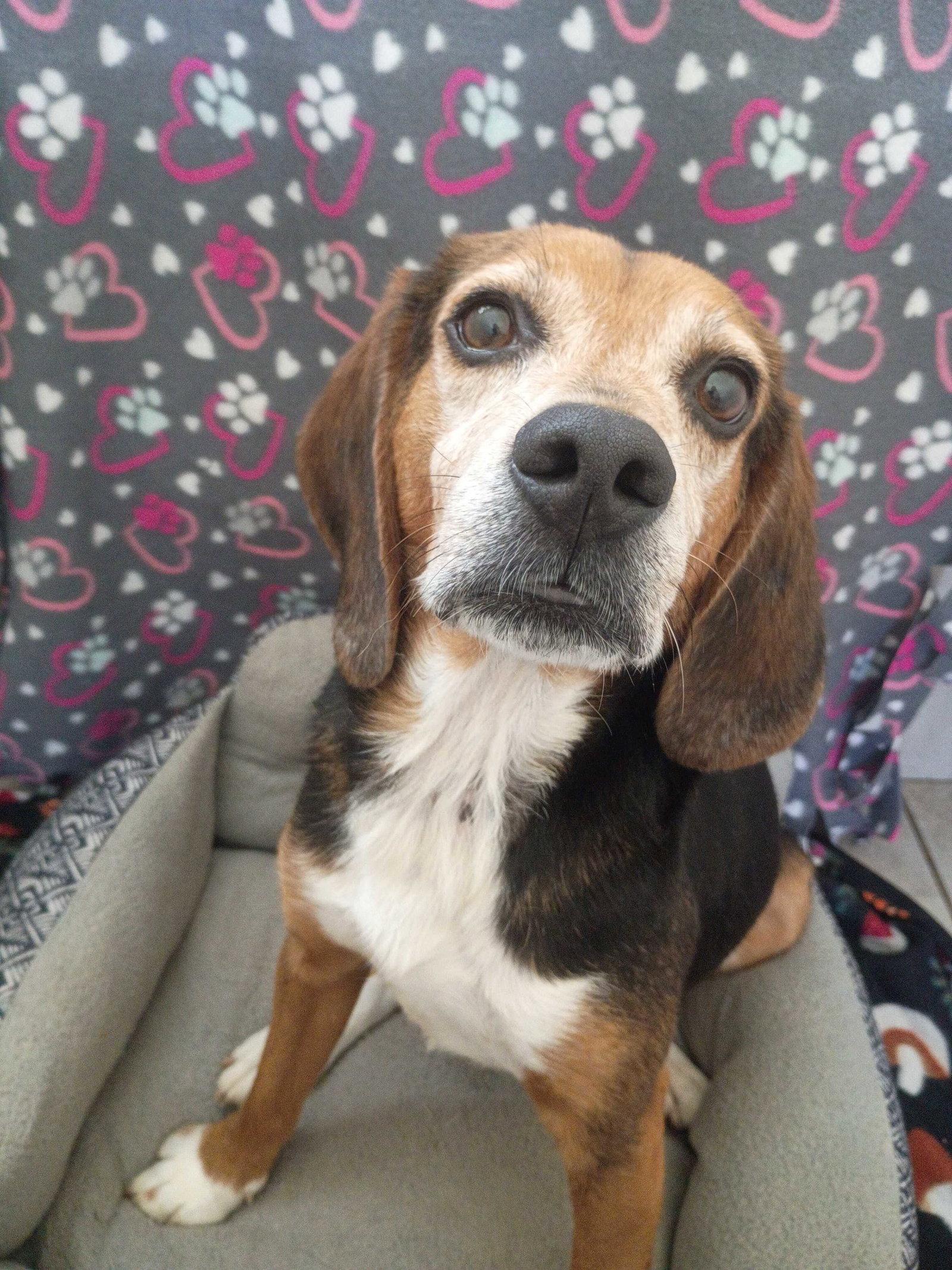 Elvis Apr 26, Adoptable, Adult Male Beagle.