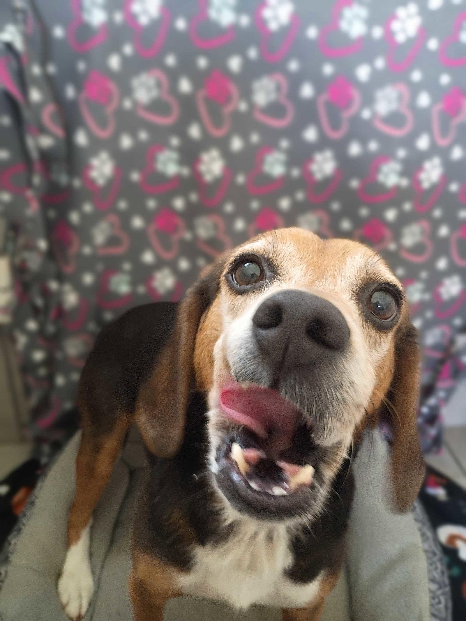 Enlarge Elvis Apr 26, a Adoptable Beagle in Pacolet, SC image 2/3