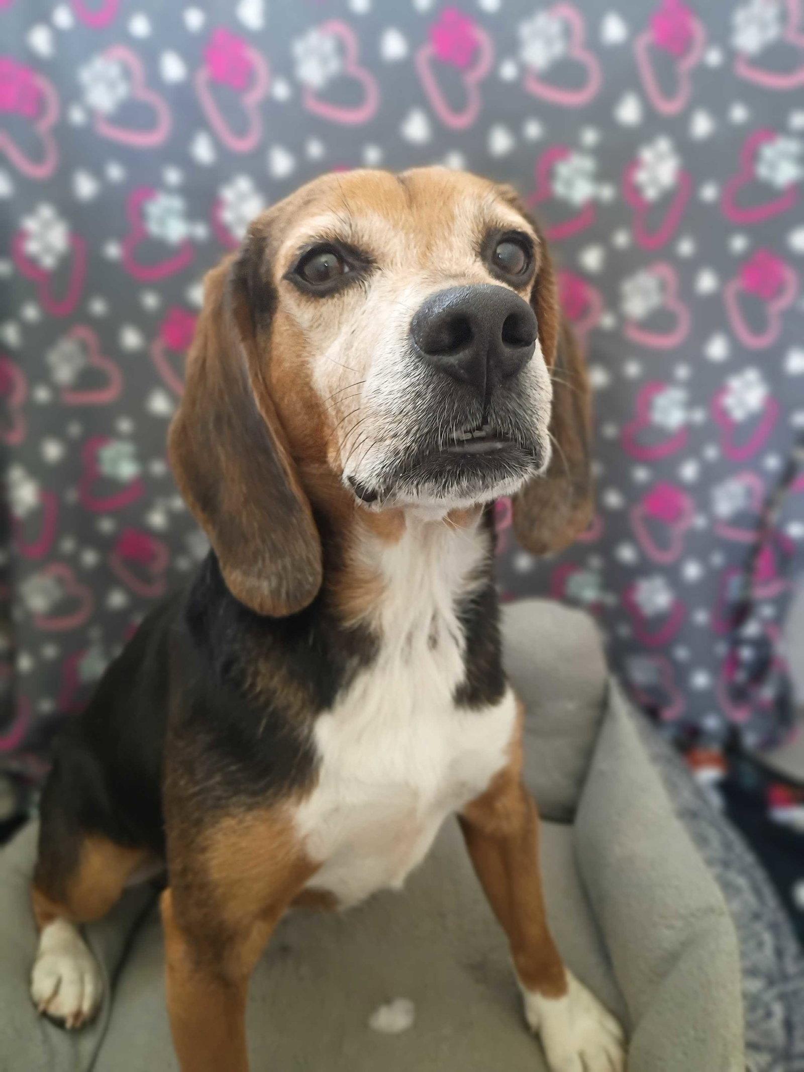 Enlarge Elvis Apr 26, a Adoptable Beagle in Pacolet, SC image 3/3