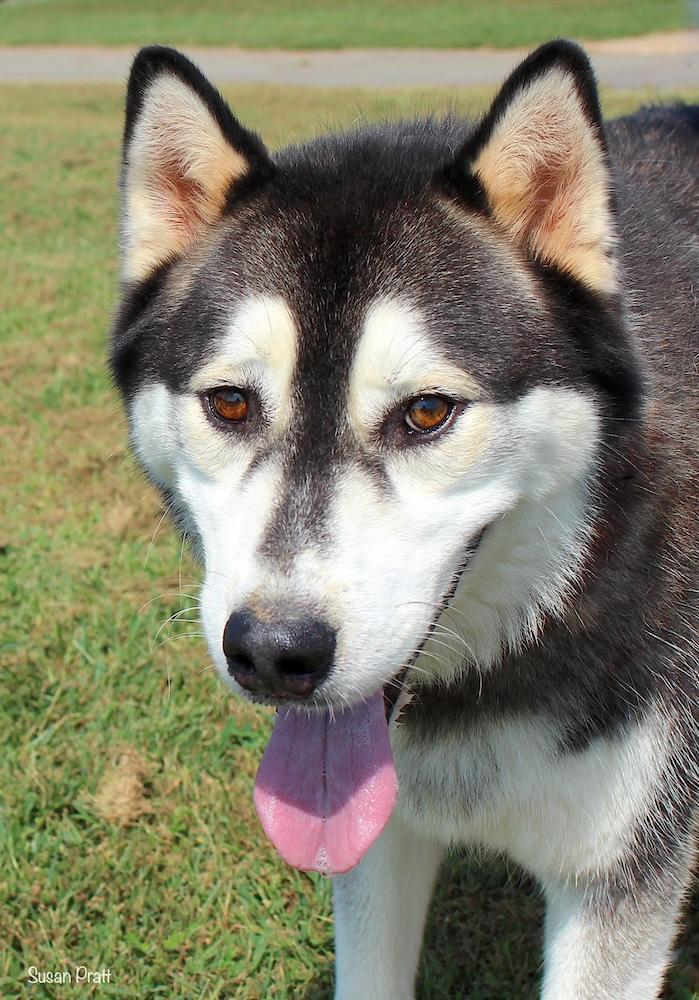 Dash, Adoptable, Adult Male Siberian Husky.