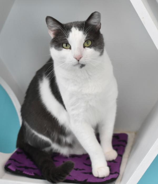 Lucas, Adoptable, Adult Male Domestic Short Hair.