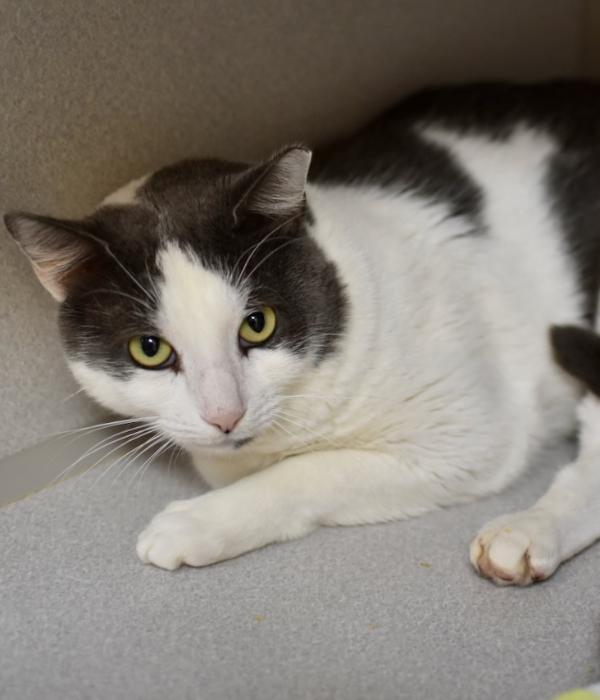 Lucas, a Adoptable Domestic Short Hair in Marietta, GA image 1/6