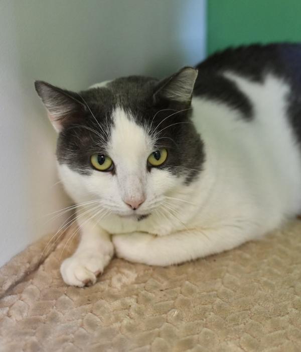 Lucas, a Adoptable Domestic Short Hair in Marietta, GA image 2/6