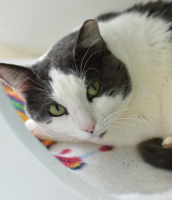 Lucas, a Adoptable Domestic Short Hair in Marietta, GA image 3/6