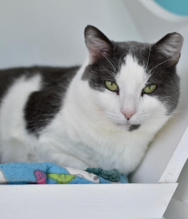 Lucas, a Adoptable Domestic Short Hair in Marietta, GA image 4/6