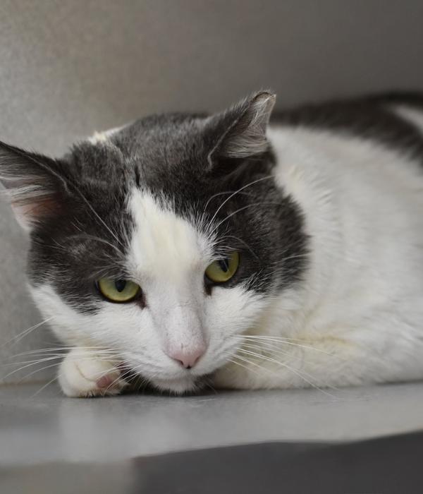 Lucas, a Adoptable Domestic Short Hair in Marietta, GA image 5/6