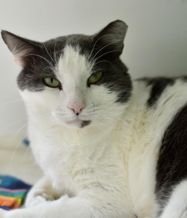 Lucas, a Adoptable Domestic Short Hair in Marietta, GA image 6/6