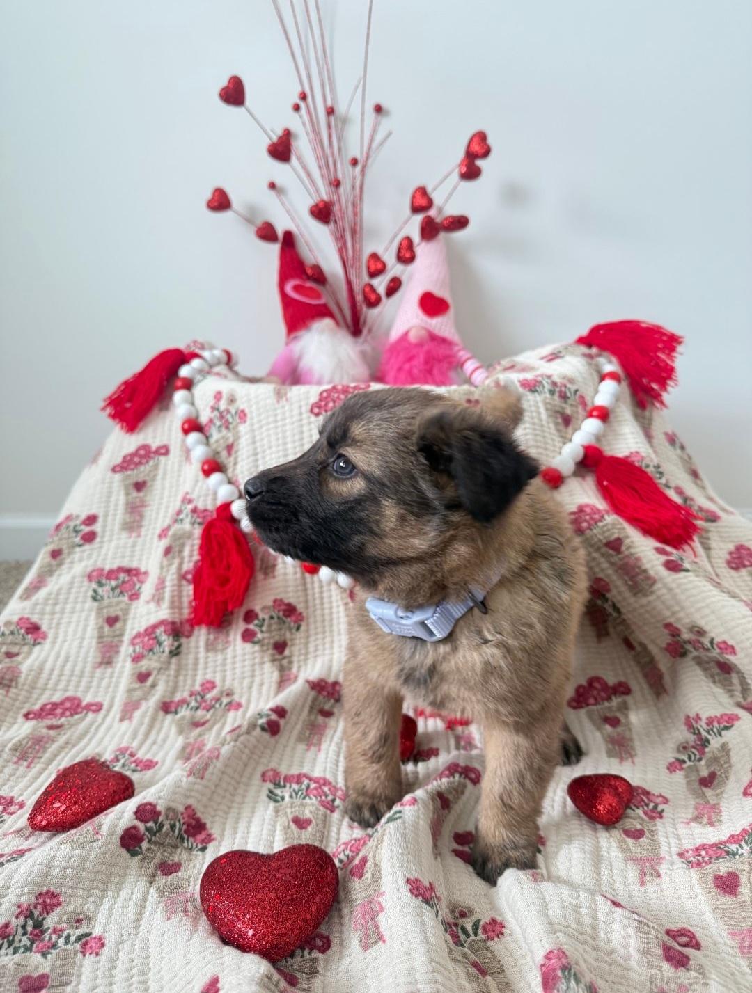 Enlarge Amore, a Adopted Dutch Shepherd in merrillville, IN image 2/4