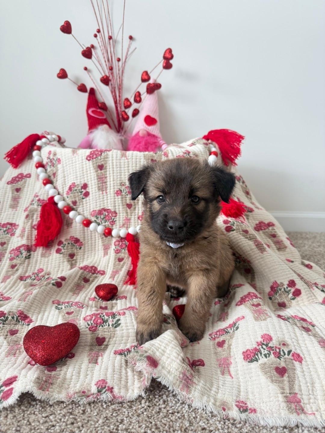 Enlarge Amore, a Adopted Dutch Shepherd in merrillville, IN image 4/4