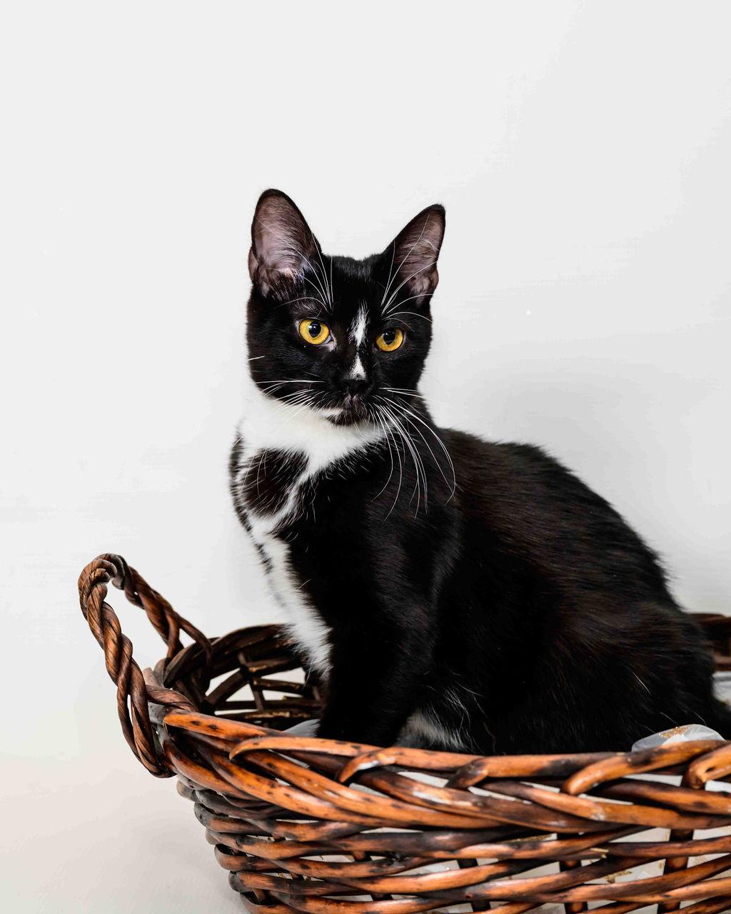 Louise - FINISHED FIP Treatment!!!!!, a Adoptable Domestic Short Hair in Jefferson, LA image 4/6