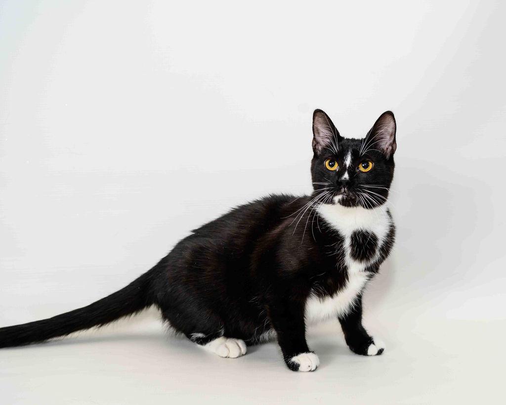 Louise - FINISHED FIP Treatment!!!!!, a Adoptable Domestic Short Hair in Jefferson, LA image 5/6