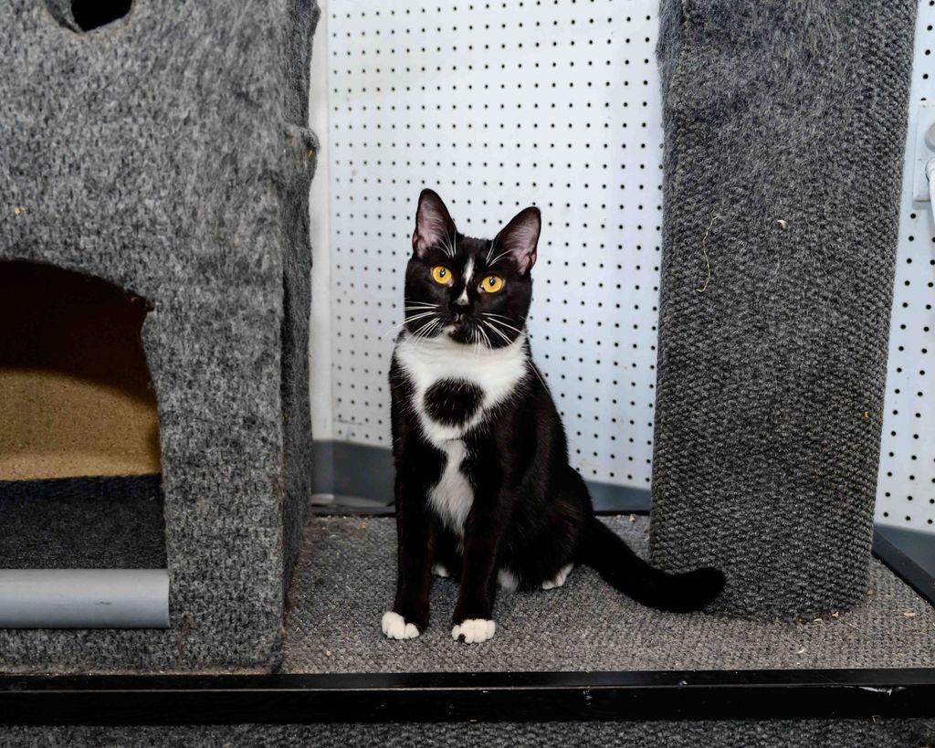 Louise - FINISHED FIP Treatment!!!!!, a Adoptable Domestic Short Hair in Jefferson, LA image 3/6