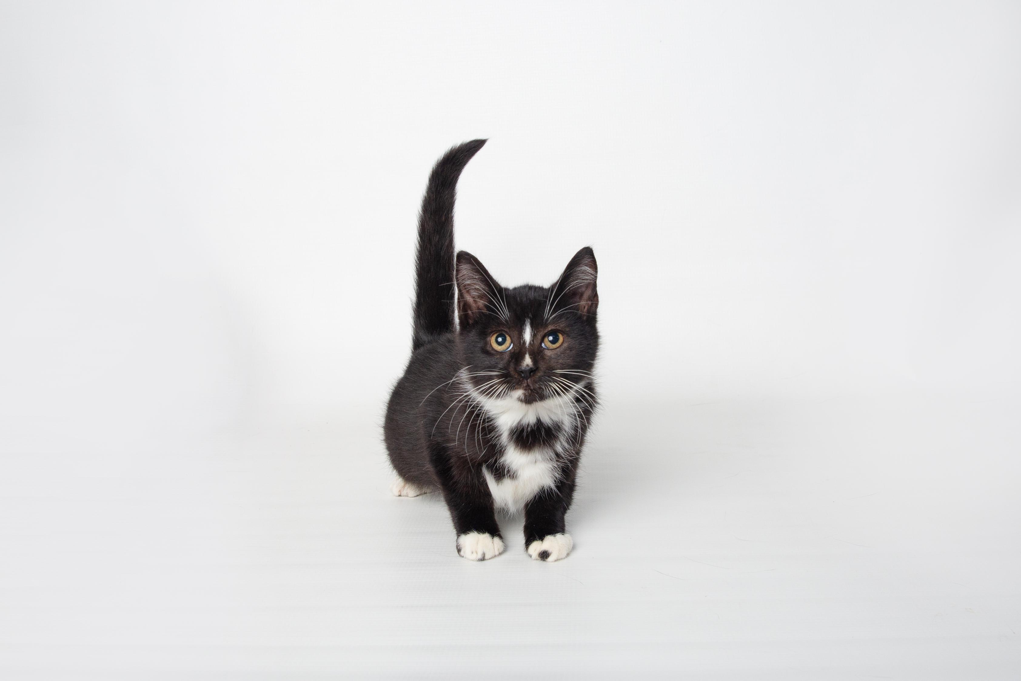 Louise - FINISHED FIP Treatment!!!!!, a Adoptable Domestic Short Hair in Jefferson, LA image 6/6