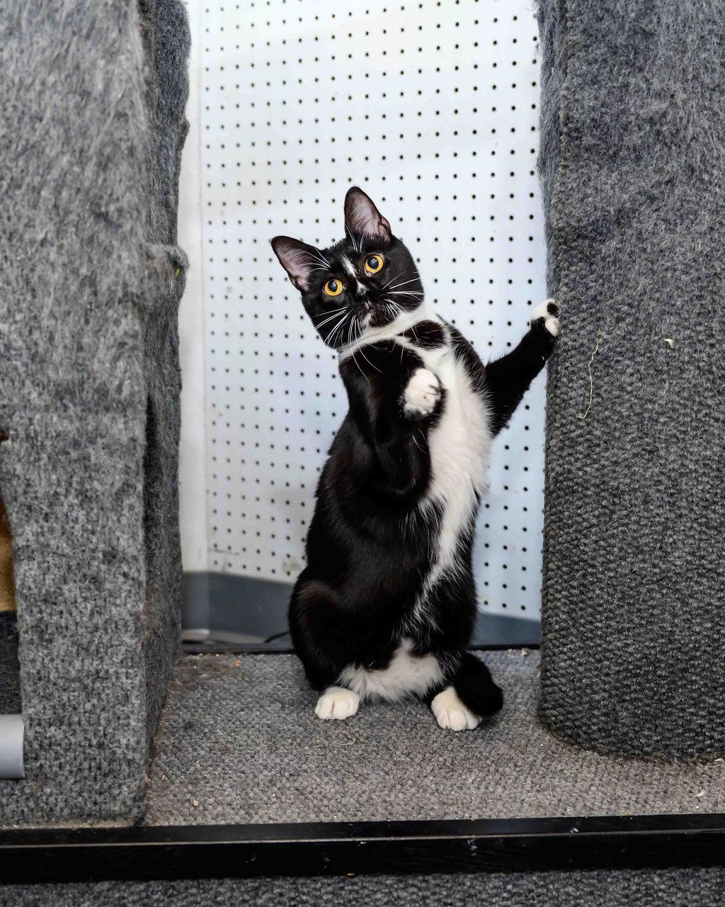 Louise - Going Through FIP Treatment