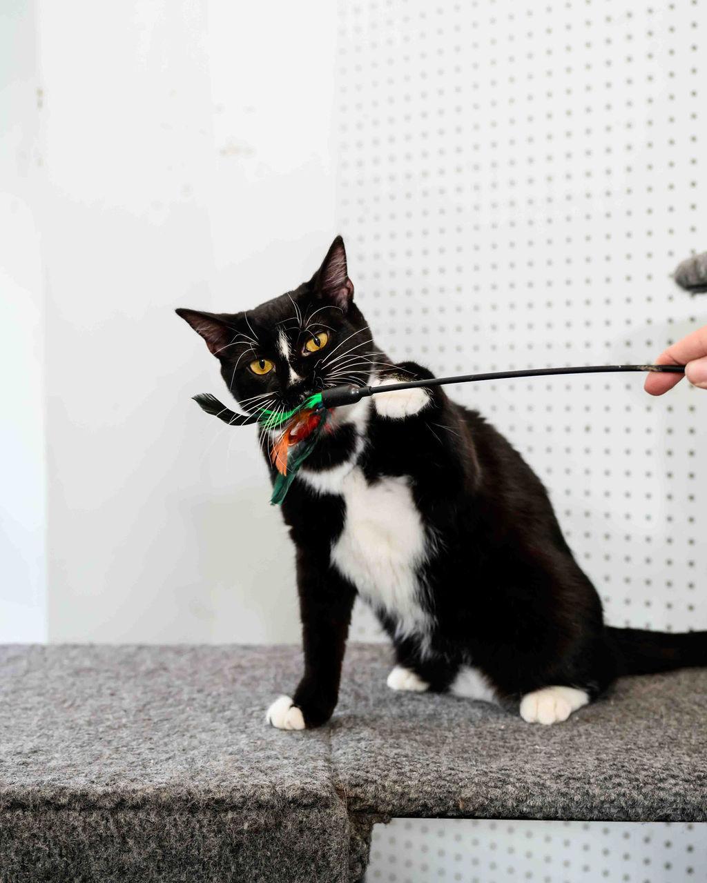 Louise - FINISHED FIP Treatment!!!!!, a Adoptable Domestic Short Hair in Jefferson, LA image 2/6