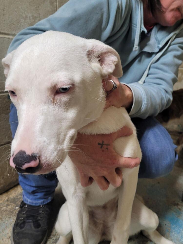 Squirrel, Adoptable, Puppy Female Australian Shepherd.