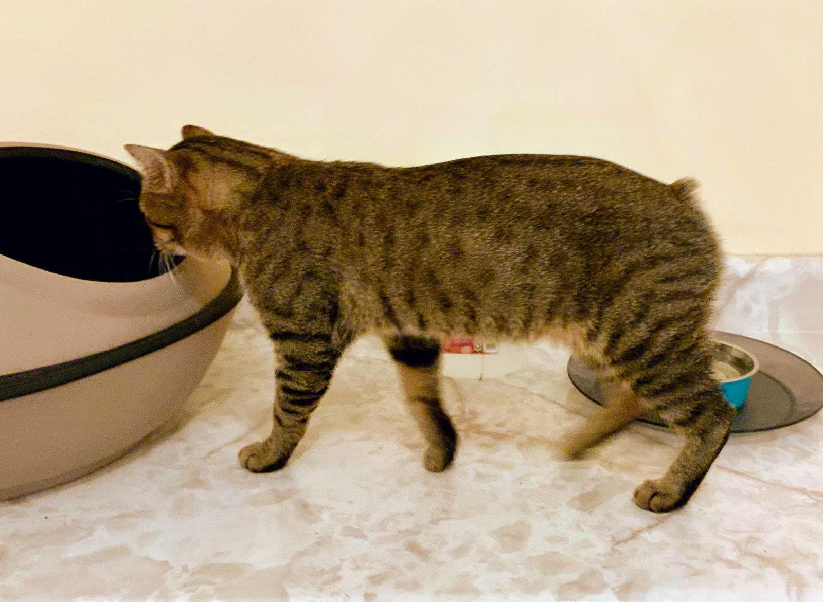 Peter Cottontailless - adoption pending, a Adopted mixed breed in Liberty, NC image 1/3