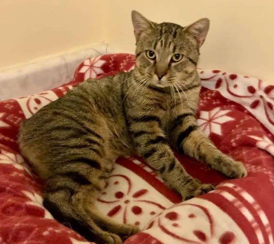 Peter Cottontailless - adoption pending, a Adopted mixed breed in Liberty, NC image 2/3