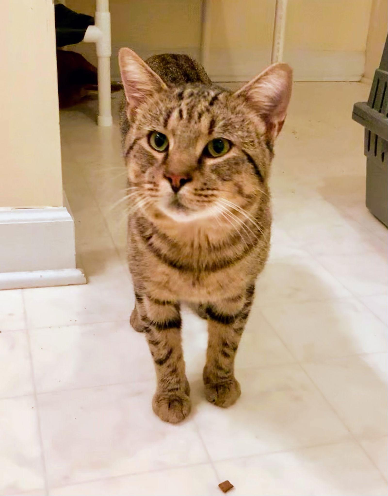 Peter Cottontailless - adoption pending, a Adopted mixed breed in Liberty, NC image 3/3