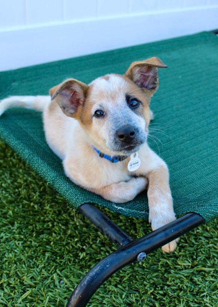 Enlarge Alford 7, a Adoptable mixed breed in Morgantown, KY image 1/2