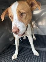 Enlarge Ranger, a Adoptable mixed breed in Windcrest, TX image 6/6
