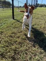 Enlarge Ranger, a Adoptable mixed breed in Windcrest, TX image 4/6