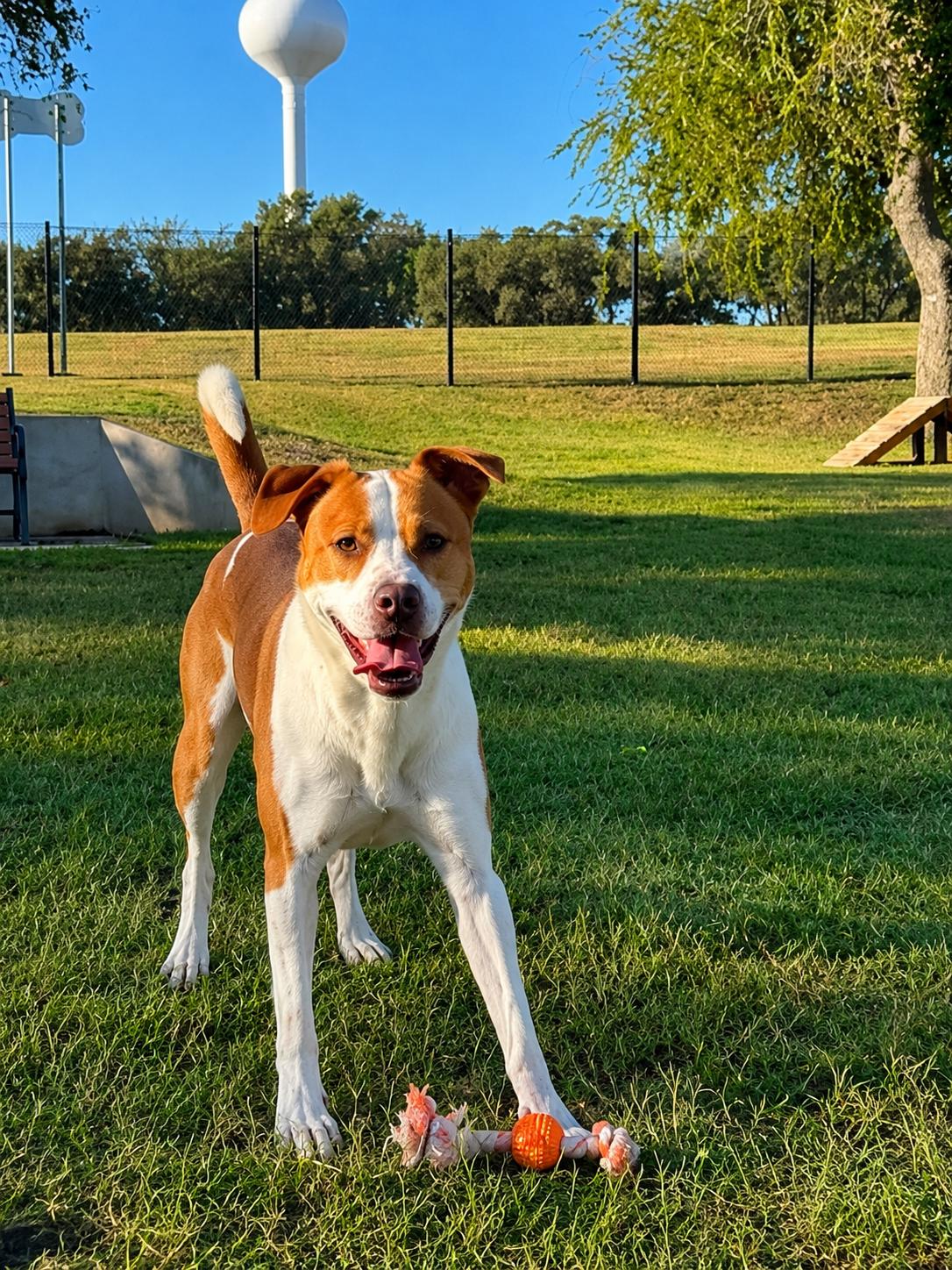 Enlarge Ranger, a Adoptable mixed breed in Windcrest, TX image 2/6