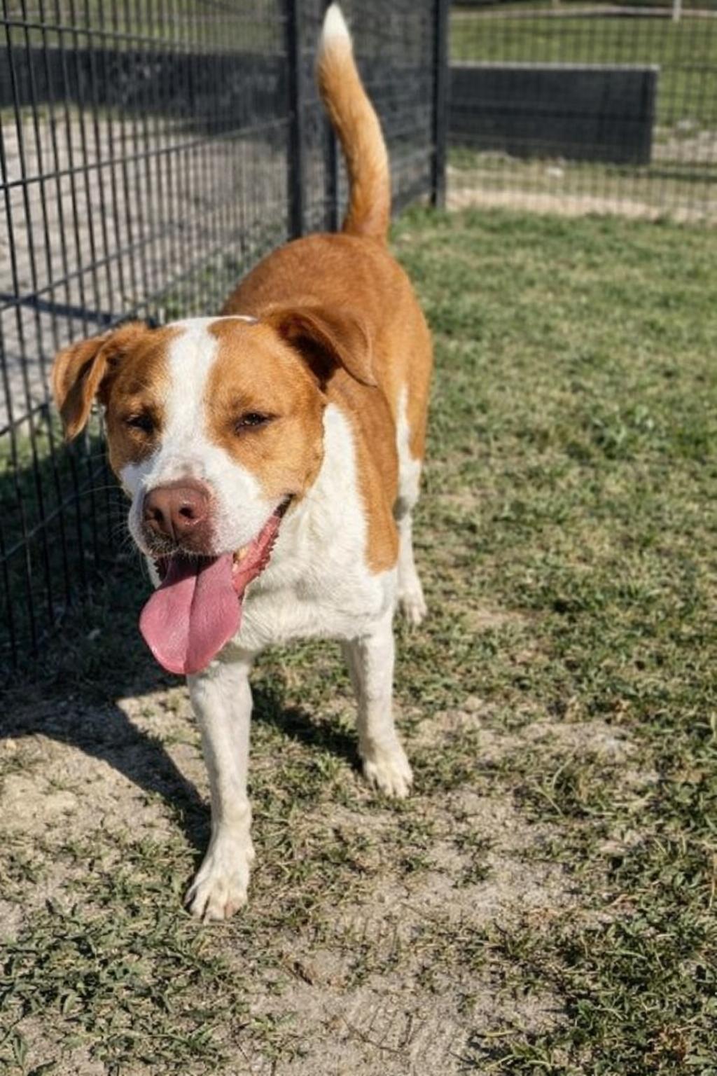 Enlarge Ranger, a Adoptable mixed breed in Windcrest, TX image 3/6