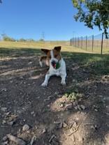 Enlarge Ranger, a Adoptable mixed breed in Windcrest, TX image 5/6