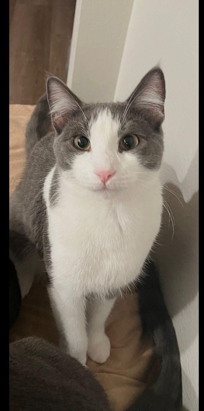 Enlarge Laddie, a Adoptable Tuxedo in San Juan Capistrano, CA image 3/5
